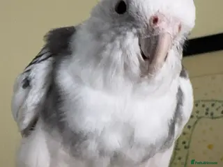 Cockatiels birds Cockatiel for sale - Advert 1