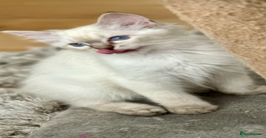 Ragdoll cats - Advert 11