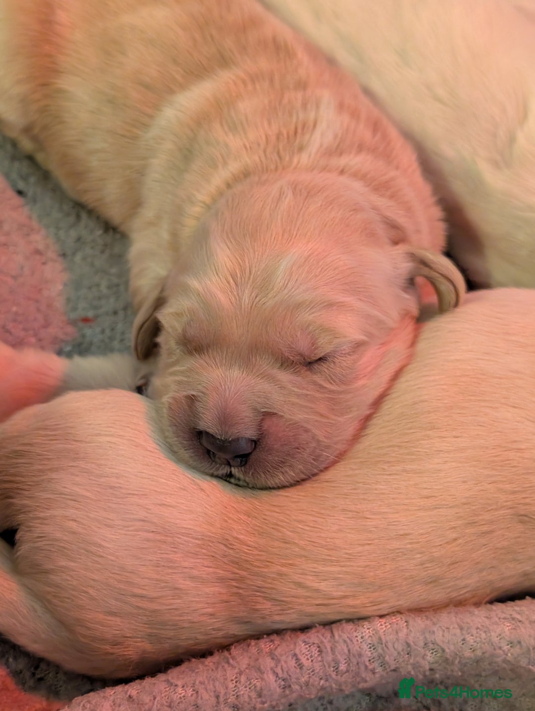 Golden Retriever dogs for sale: KC Golden Retriever Puppies for sale (4 boys left) - Image 4