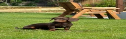 Miniature Dachshund dogs for sale: 6 month old miniature daschunds called Jessy - Advert 5