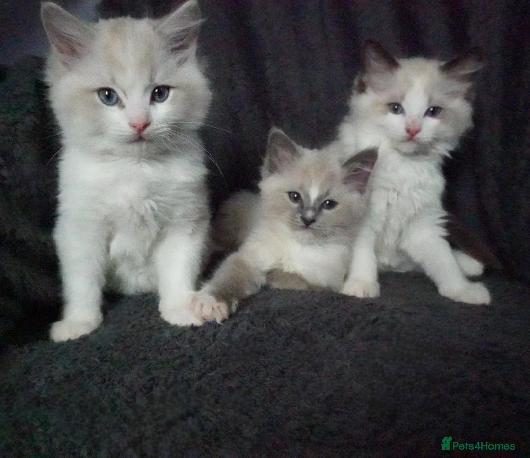 Ragdoll cats for sale: Six Ragdoll Kittens - Advert 1