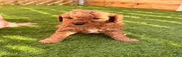Cavapoo dogs for sale: A beautiful litter of F2 Cavapoos - Advert 2