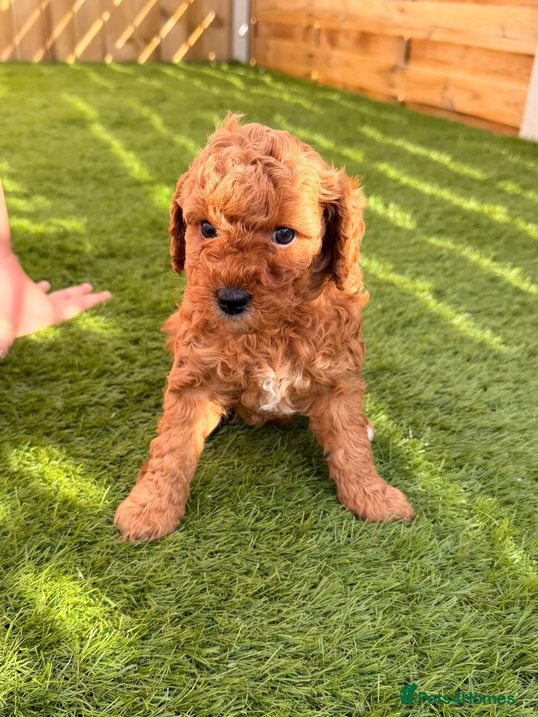 Cavapoo dogs for sale: A beautiful litter of F2 Cavapoos - Advert 2