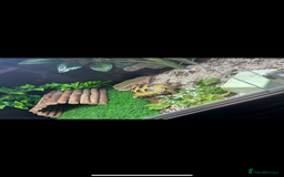 Tortoise reptiles for sale: Female Horsefield tortoise  - Advert 2