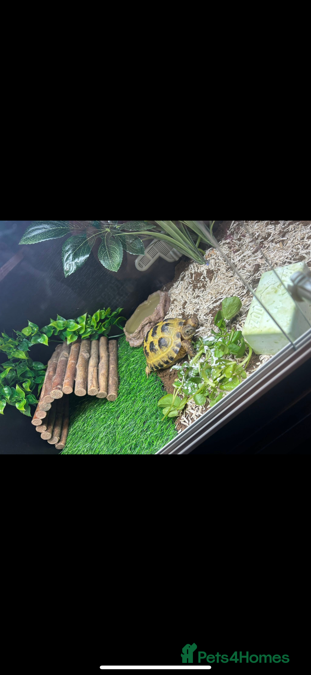 Tortoise reptiles for sale: Female Horsefield tortoise  - Advert 2