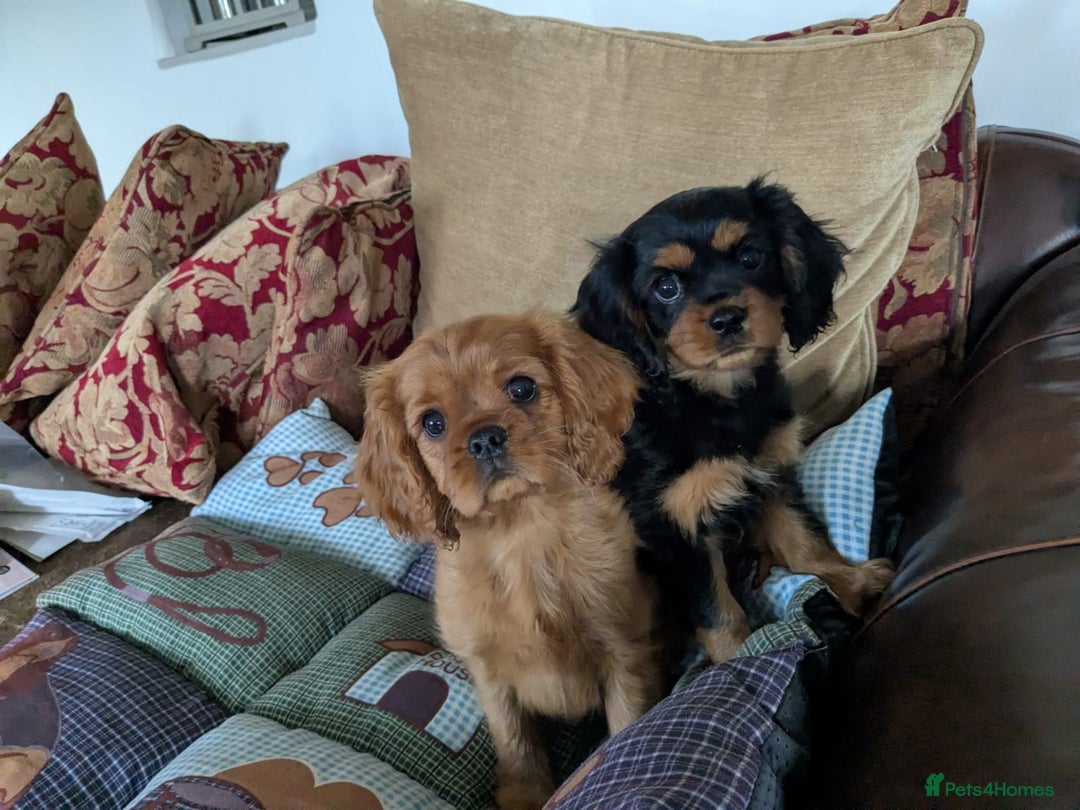 Cavalier King Charles Spaniel dogs for sale: Stunning pups- ready now - Advert 1