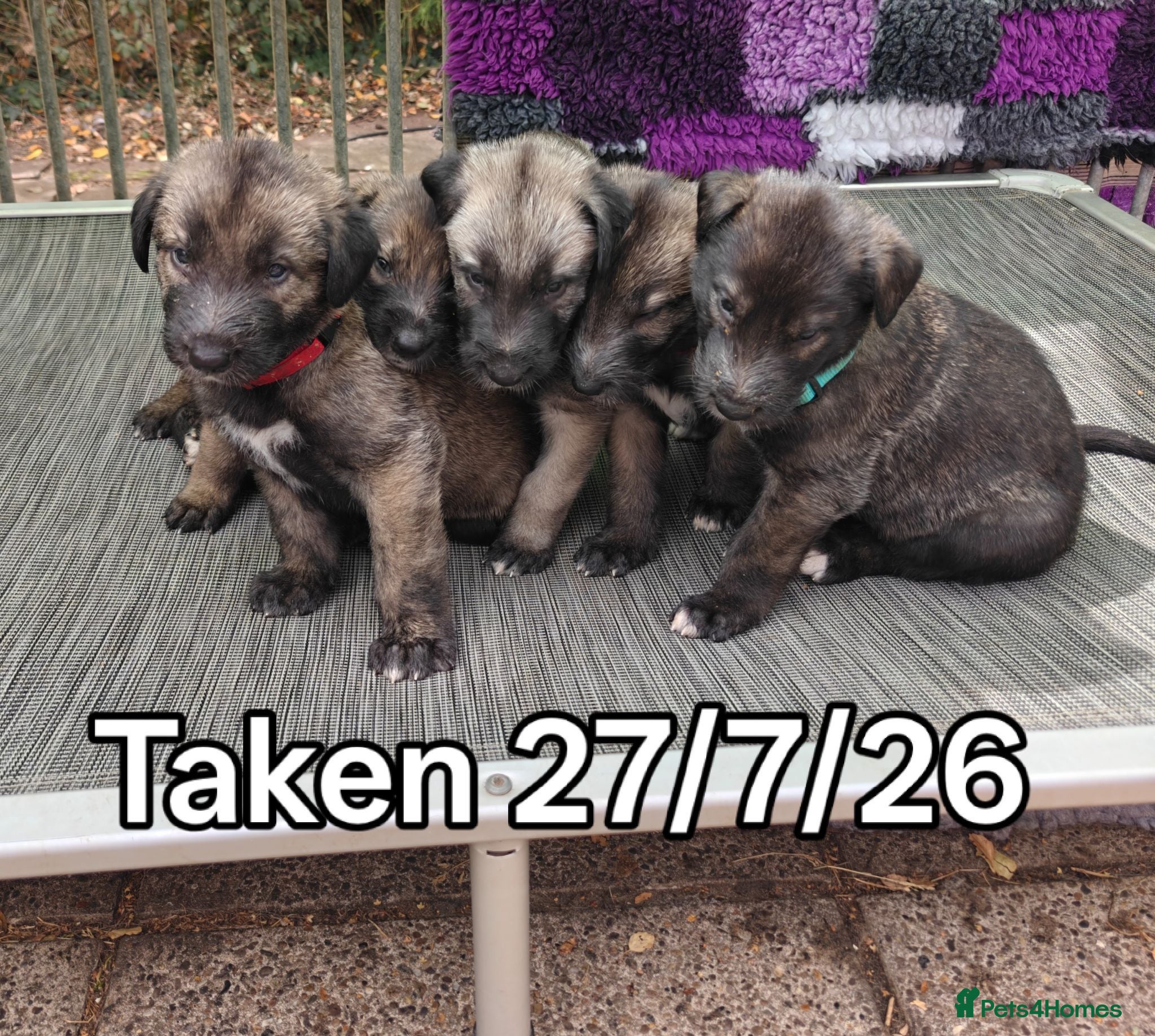 Irish Wolfhound dogs for sale: Stunning KC reg Irish Wolfhound litter for sale - Advert 1