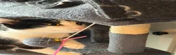 Mixed Breed cats for sale: Brother and sister rehoming  in Ashby-de-la-Zouch - Advert 1