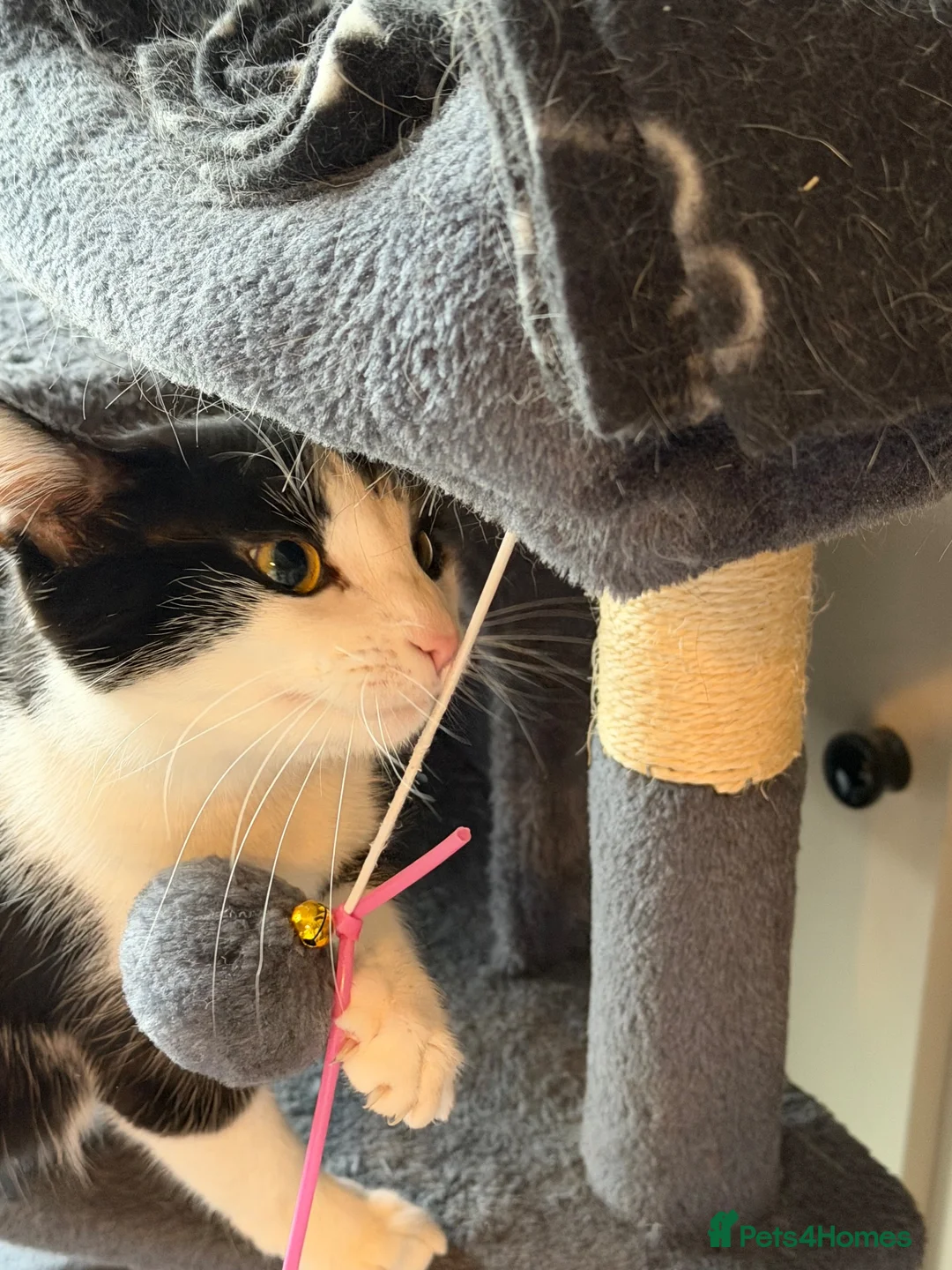 Mixed Breed cats for sale: Brother and sister rehoming  in Ashby-de-la-Zouch - Advert 1