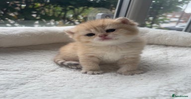 British Shorthair cats - Advert 16
