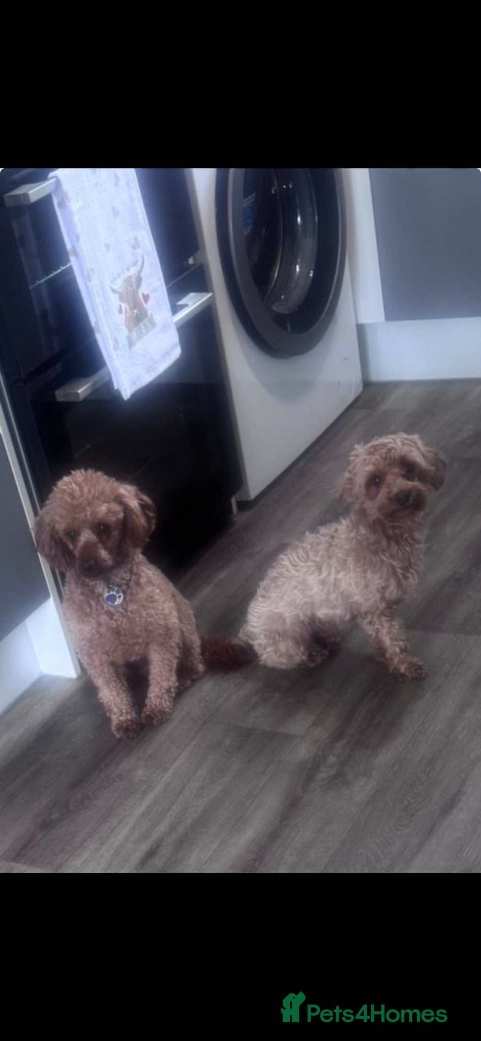 Yorkiepoo dogs 7 beautiful yorkiepoo babys  - Advert 1