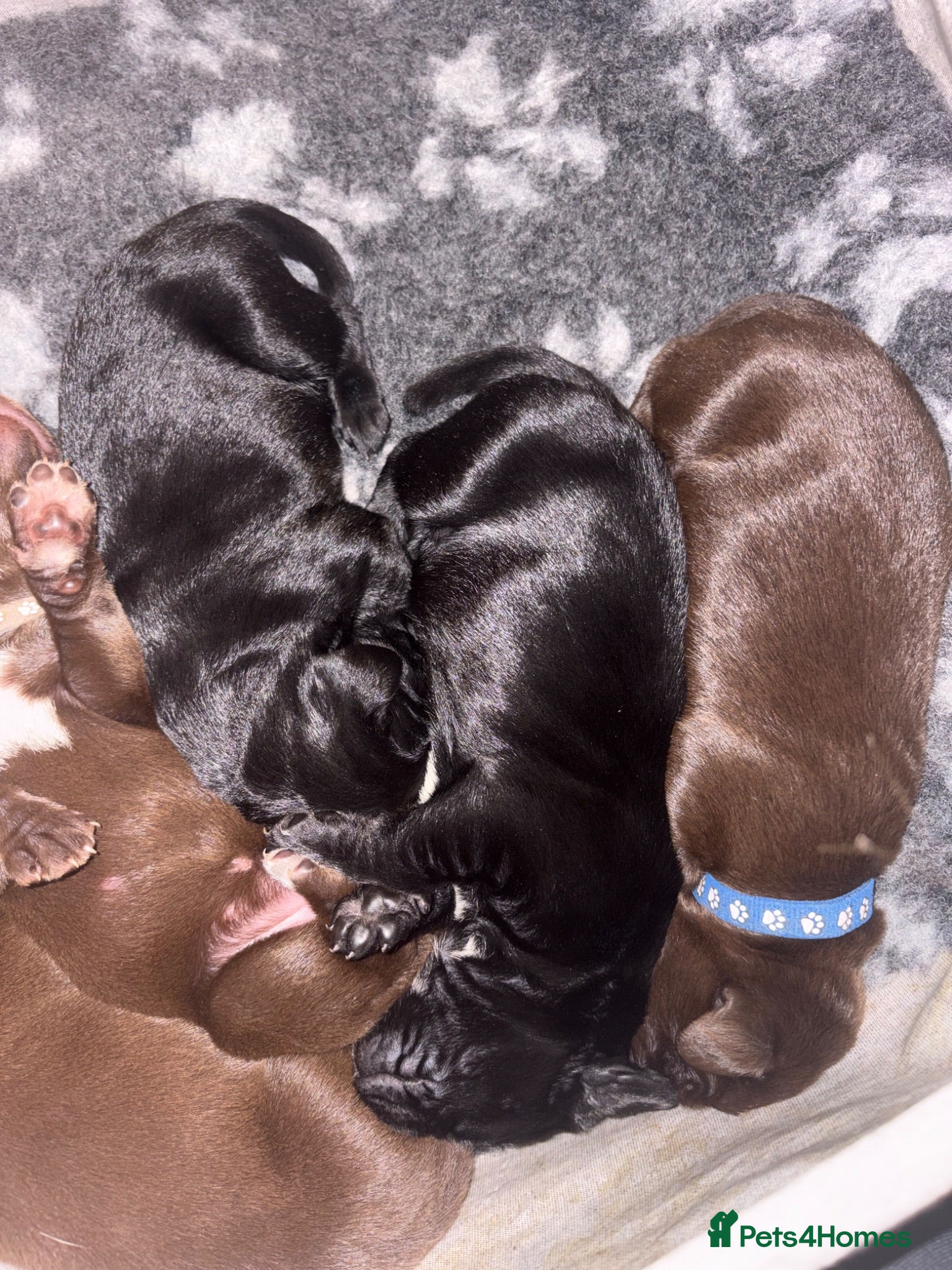 Mixed Breed dogs German Wirehaired Pointer X Labrador puppies - Advert 1