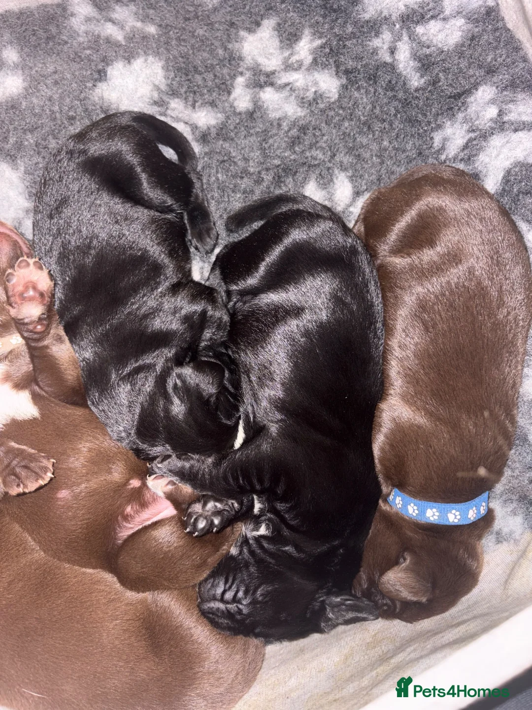Mixed Breed dogs for sale: German Wirehaired Pointer X Labrador puppies - Advert 1