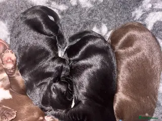 Mixed Breed dogs German Wirehaired Pointer X Labrador puppies - Advert 1