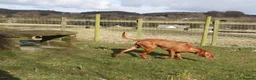 Hungarian Vizsla dogs for stud: Show Champion KC Reg Hungarian Vizsla for Stud in Brampton - Advert 6