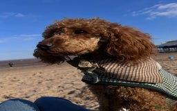 Miniature Poodle dogs for stud: Mini poodle STUD  - Image 4