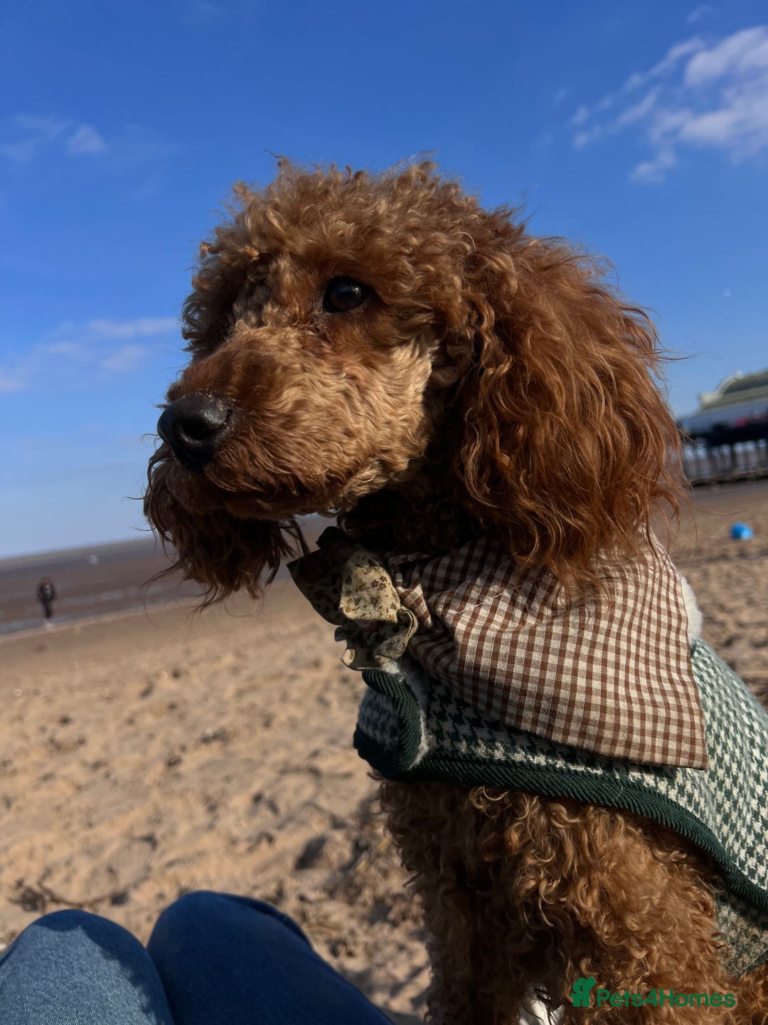 Miniature Poodle dogs for stud: Mini poodle STUD  - Image 4