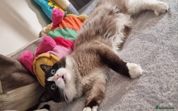Ragdoll cats for stud: For Stud Ragdoll - Image 2