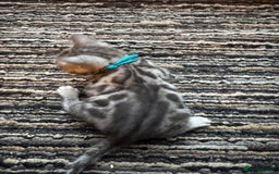 Bengal cats for sale: 3 beautiful silver SBT Bengal - TICA - Image 10