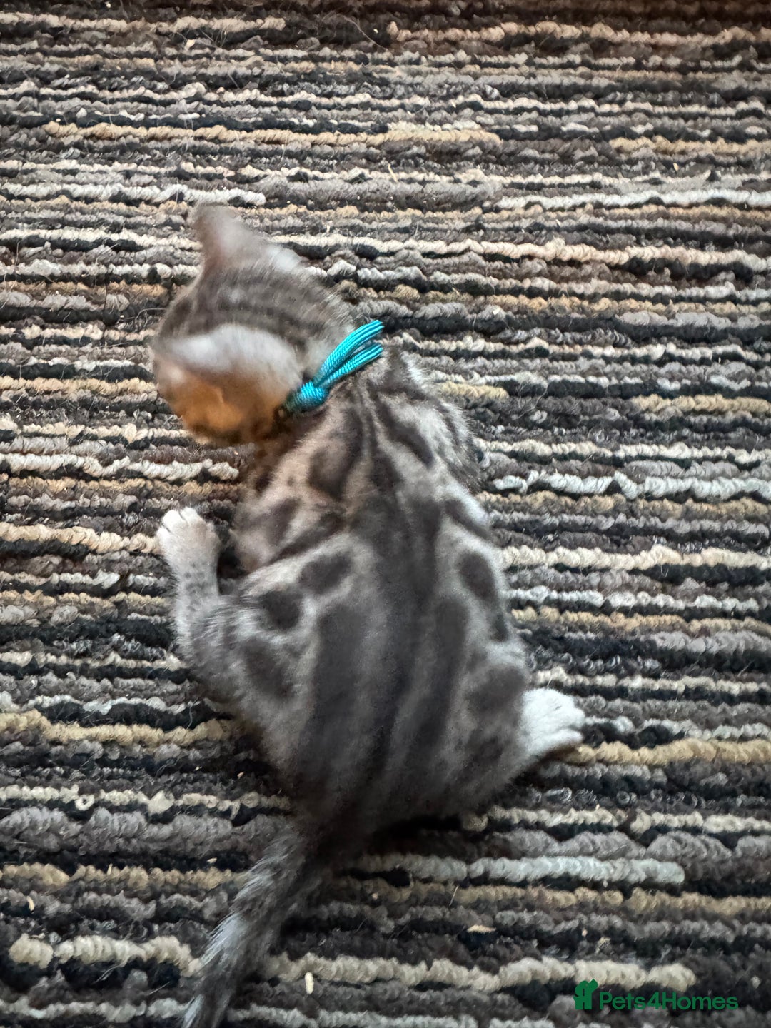 Bengal cats for sale: 3 beautiful silver SBT Bengal - TICA - Image 10