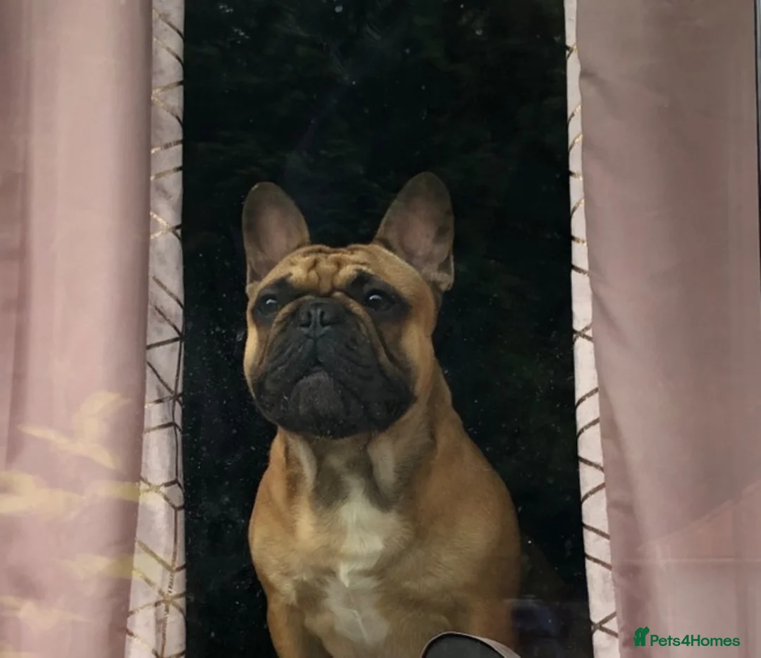 French Bulldog dogs for stud: Red fawn Dicar sired silver health tested in Edinburgh - Advert 4
