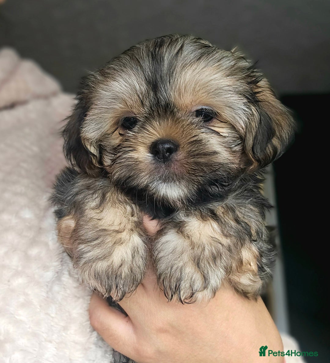 Shih Tzu dogs for sale: Shih Tzu Boys ready now - Image 4