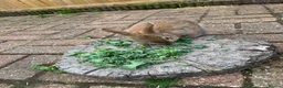 Netherland Dwarf rabbits for sale: Brown Netherland Dwarf Cross Rabbit  - Advert 5