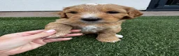 Mixed Breed dogs for sale: Mini Goldendoodle - Advert 16