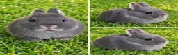 Netherland Dwarf rabbits for sale: 10wk old blue otter netherland does SHOW STOCK   - Advert 3