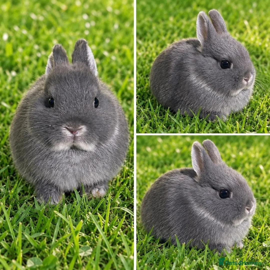 Netherland Dwarf rabbits for sale: 10wk old blue otter netherland does SHOW STOCK   - Advert 3