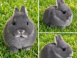 Netherland Dwarf rabbits 10week old blue otter netherland does - Advert 3