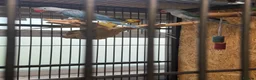 Parrots birds for sale: Blue male and female alexandrine for sale - Advert 7