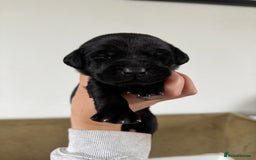 Labrador Retriever dogs for sale: Labrador Puppies For Sale  - Image 8