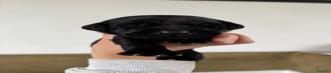 Labrador Retriever Puppy 4