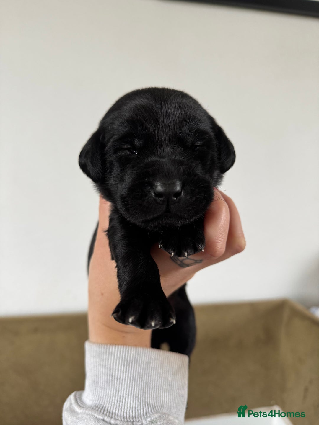 Labrador Retriever dogs for sale: Labrador Puppies For Sale  - Image 8