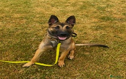 Belgian Shepherd Dog dogs for sale: Belgian mallinos pup - Image 11