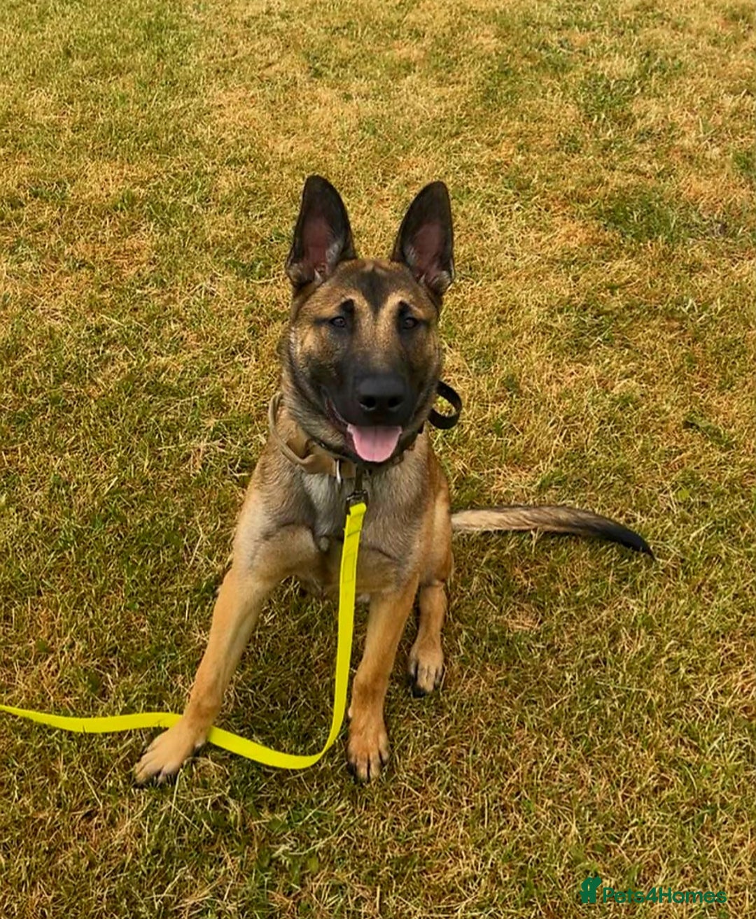 Belgian Shepherd Dog dogs for sale: Belgian mallinos pup - Image 11