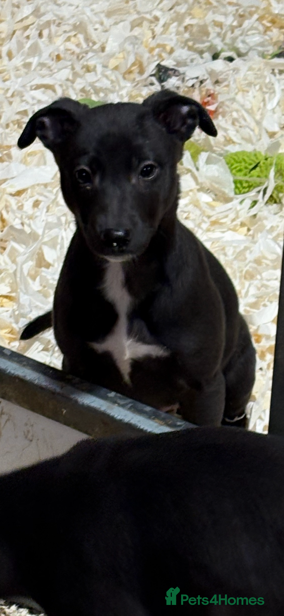 Lurcher dogs for sale: Lurcher pup - Advert 1