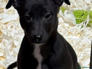 Lurcher dogs Lurcher pup - Advert 1