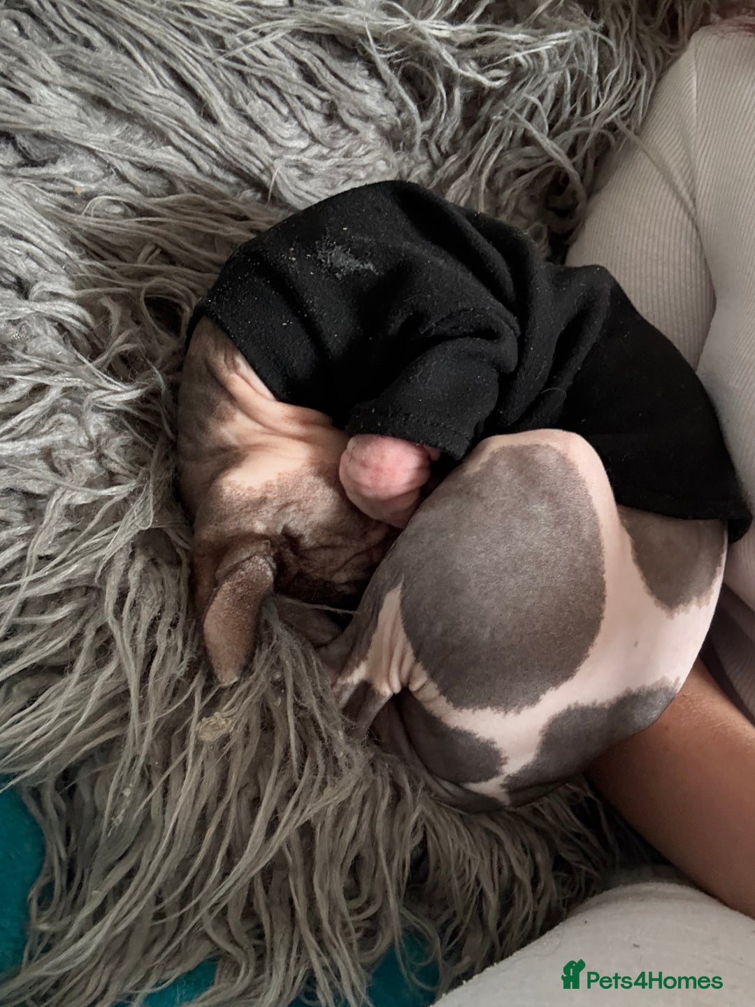 Sphynx cats for sale: Male Sphynx  - Advert 4