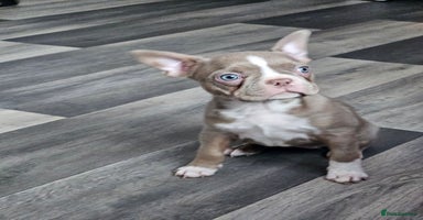 Mixed Breed dogs - Advert 14