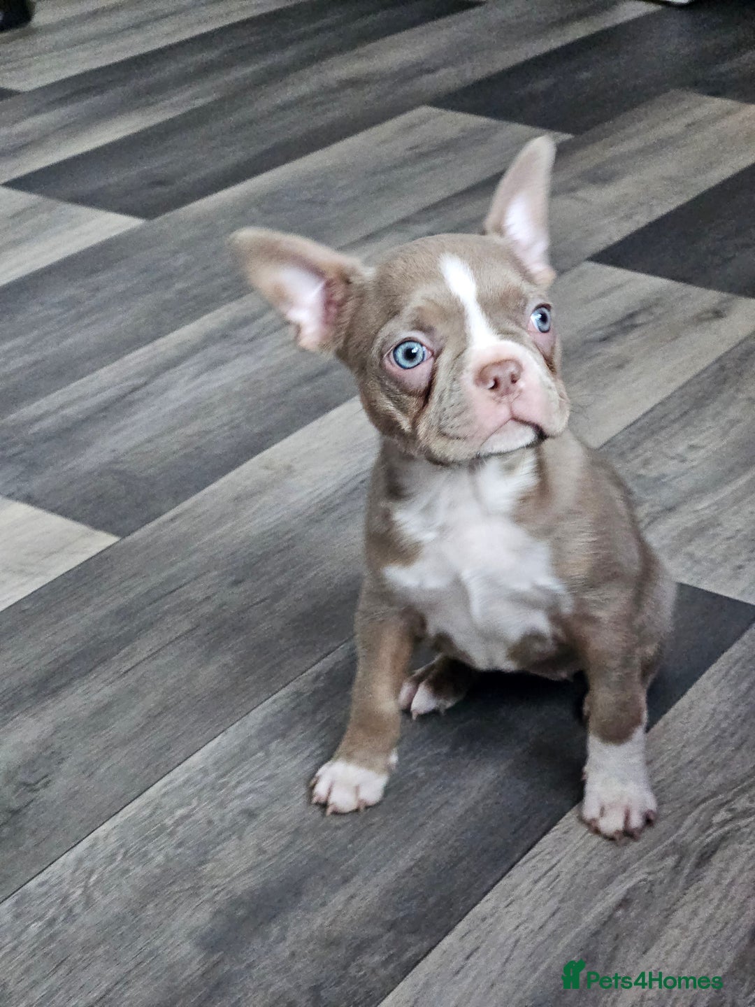 Mixed Breed dogs for sale: Last Stunning Frenchton Female Pup - Image 2