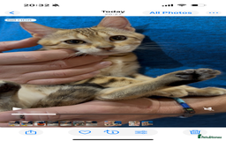 Bengal cats for sale: Stunning TICA 5 Generation Pedigree Kittens - Image 3