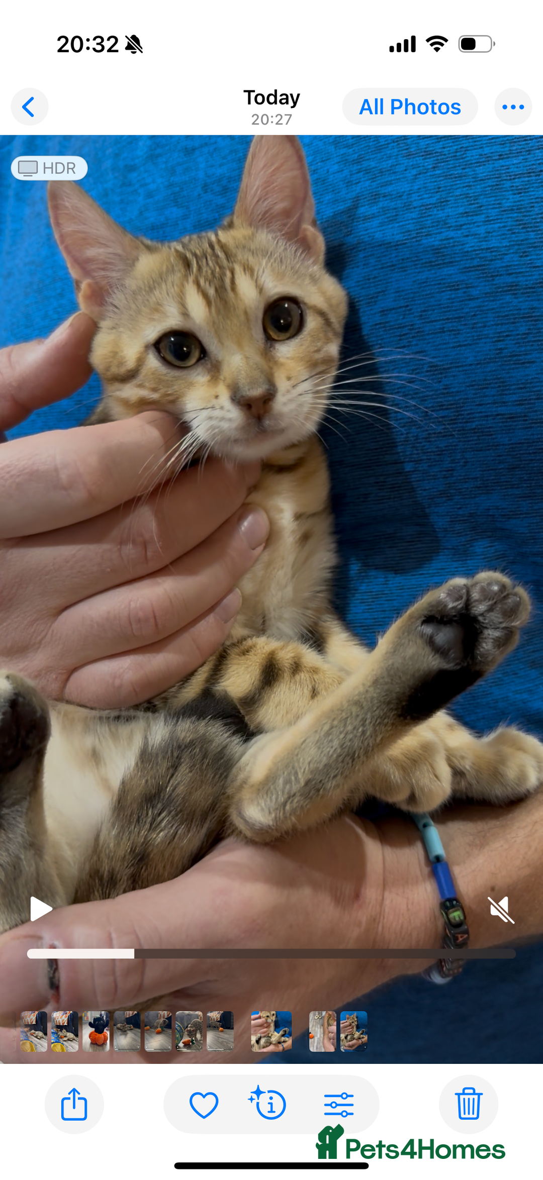 Bengal cats for sale: Stunning TICA 5 Generation Pedigree Kittens - Image 3