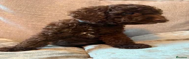 Cockapoo 3