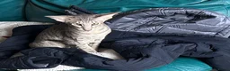 Oriental cats for sale: Oriental boy 11 months old - Advert 4