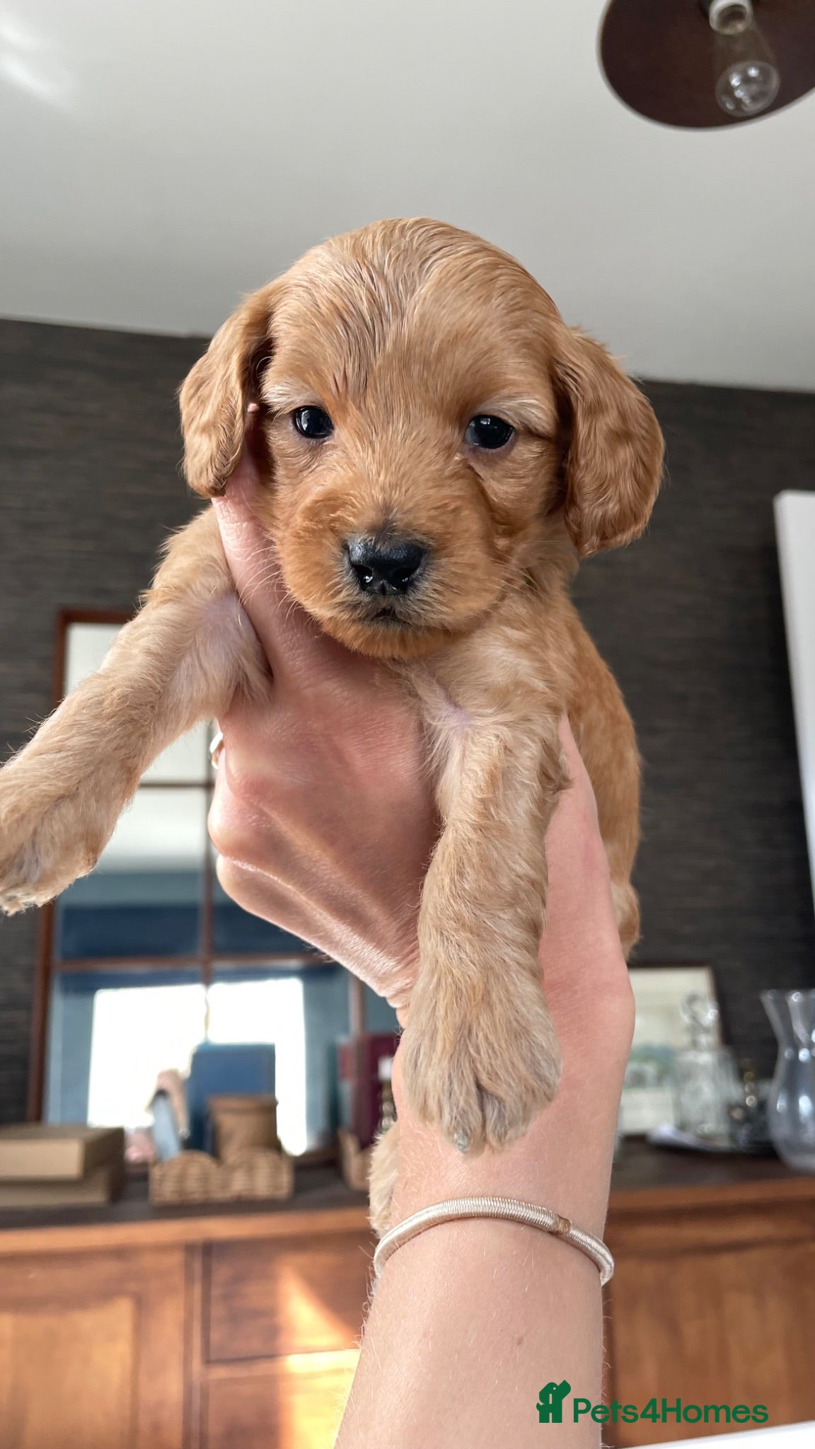 Cockapoo dogs Toy/Miniature F1B Cockapoos. 3 boys left. - Advert 15