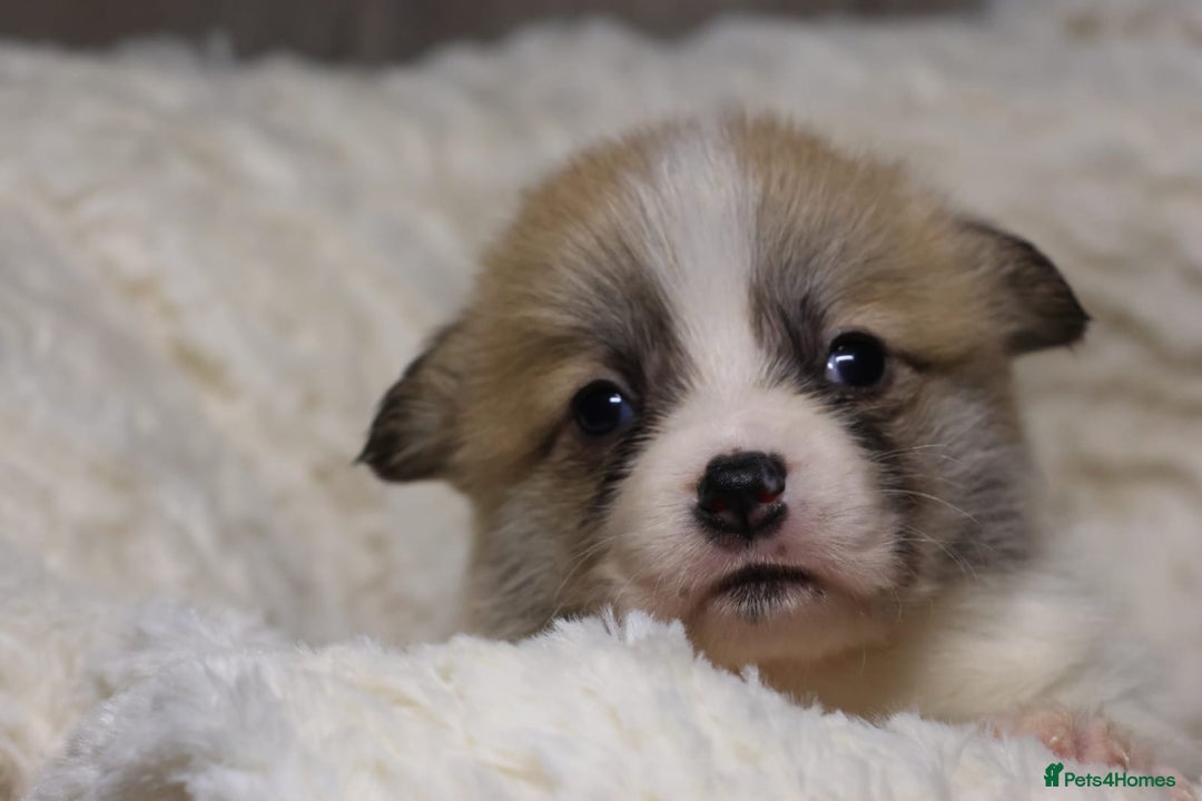 Welsh Corgi Pembroke dogs for sale: Naturally bobbed unique babies - Image 7