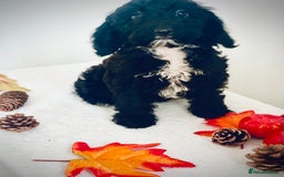 Cockapoo dogs for sale: 🐾 Beautiful Cockapoo Puppy – 1 girl  - Advert 2