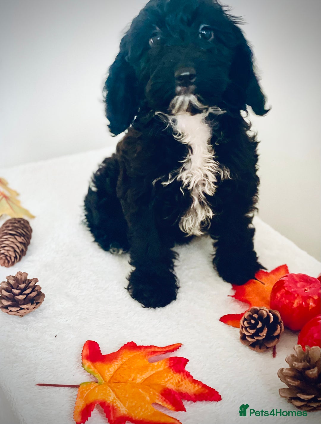 Cockapoo dogs for sale: 🐾 Beautiful Cockapoo Puppy – 1 girl  - Advert 2